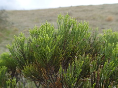Veronica cupressoides