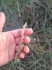 Panicum racemosum
