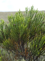 Veronica cupressoides