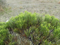 Veronica cupressoides