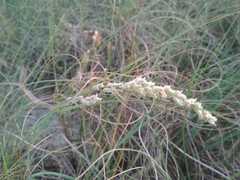 Panicum racemosum