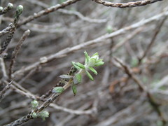 Helichrysum dimorphum