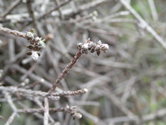 Helichrysum dimorphum