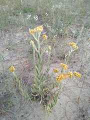 Pseudognaphalium cheiranthifolium