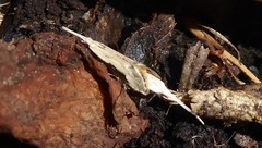 Sagephora phortegella