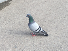 Columba livia domestica