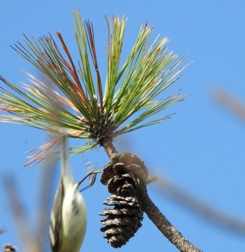 Teocote pine (Pinus teocote)
