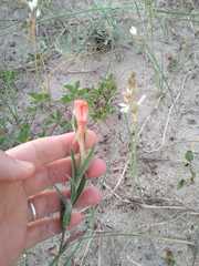 Oenothera mollissima