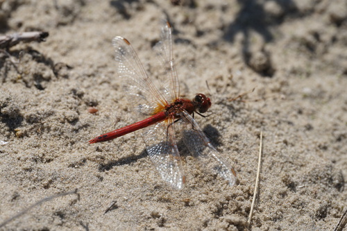 Nomad, Hollum, Netherlands, photo 9 of 10
