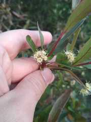 Terminalia australis