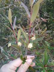 Terminalia australis