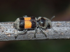 Enoclerus vetus