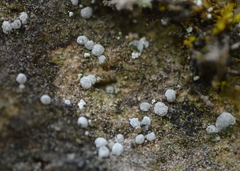 Acarospora moenium