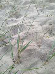 Panicum racemosum