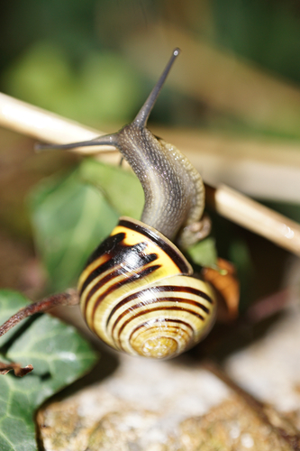 Cepaea nemoralis