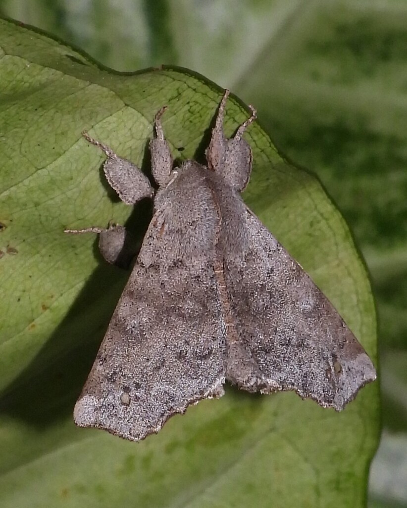Olceclostera jairana