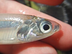 Broad-Striped Anchovy photo 3