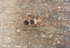 Leptoglossus subauratus