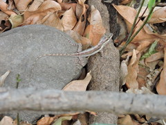 Anolis bimaculatus