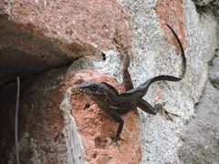 Anolis bimaculatus