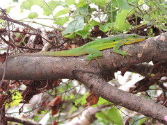 Anolis bimaculatus