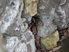 Alsophis rufiventris