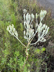 Shelby Lyn Sanders, CC BY, iNaturalist via GBIF Arnoglossum ovatum, photograph Shelby Lyn Sanders, CC BY, iNaturalist via GBIF