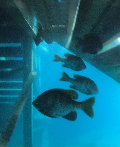 Lepomis macrochirus
