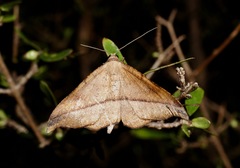 Sarisa muriferata