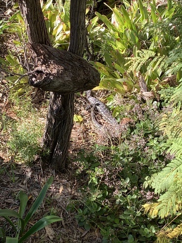 Coastal Carpet Python sighting