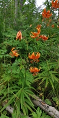 Lilium debile