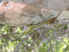 Anolis bimaculatus