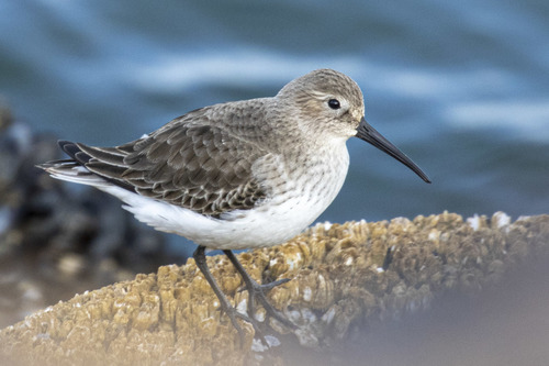 Foto de Dunlin