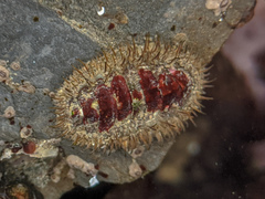 Mopalia ciliata