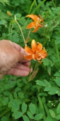 Lilium debile