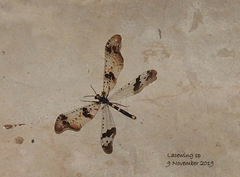 Periclystus circuiter