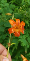 Lilium debile
