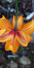 Lilium debile