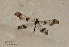 Periclystus circuiter