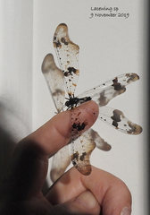 Periclystus circuiter