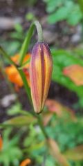 Lilium debile