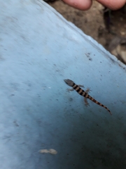 Sphaerodactylus glaucus