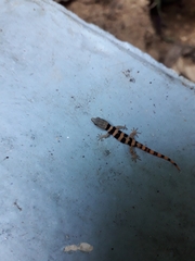 Sphaerodactylus glaucus