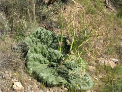 Rheum ribes