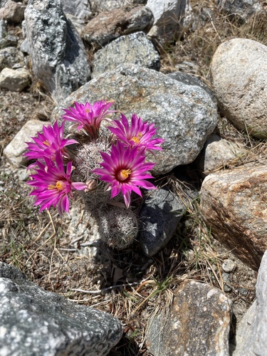 iNaturalist observation photo of Common Fishhook Cactus