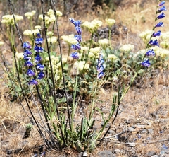 Penstemon speciosus
