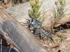 Promachus nigrialbus