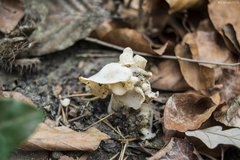 Helvella crispa