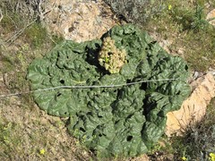 Rheum ribes