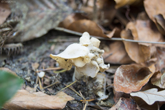 Helvella crispa